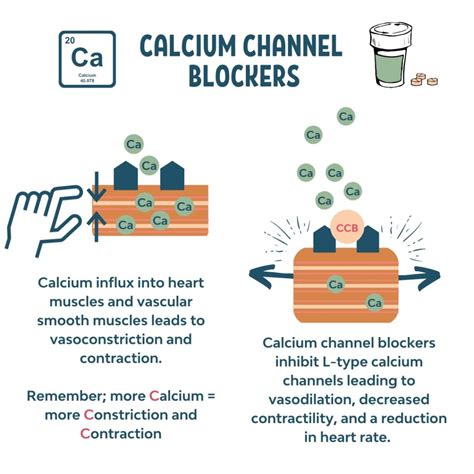 Ultimately, this relaxes the arteries so that more oxygen can get to the heart, lowers blood pressure, and keeps the heart from working so hard to pump blood. . Which calcium channel blocker causes the least edema